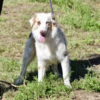 Mojo #5, a female Australian Shepherd for sale in Dunnellon, FL – Photo 1 of 8