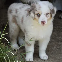 Mojo #5, a female Australian Shepherd for sale in Dunnellon, FL – Photo 6 of 8
