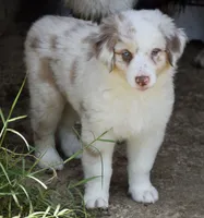 Mojo #5, a female Australian Shepherd for sale in Dunnellon, FL – Photo 6 of 8