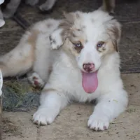 Mojo #5, a female Australian Shepherd for sale in Dunnellon, FL – Photo 5 of 8