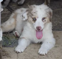 Mojo #5, a female Australian Shepherd for sale in Dunnellon, FL – Photo 5 of 8