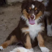 Squirrel #3, a male Miniature Australian Shepherd for sale in Dunnellon, FL – Photo 3 of 10