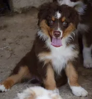 Squirrel #3, a male Miniature Australian Shepherd for sale in Dunnellon, FL – Photo 3 of 10