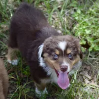 Squirrel #3, a male Miniature Australian Shepherd for sale in Dunnellon, FL – Photo 10 of 10
