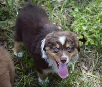 Squirrel #3, a male Miniature Australian Shepherd for sale in Dunnellon, FL – Photo 10 of 10
