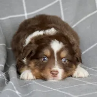 Squirrel #3, a male Miniature Australian Shepherd for sale in Dunnellon, FL – Photo 7 of 10