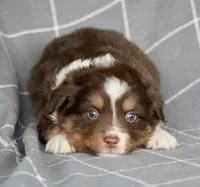 Squirrel #3, a male Miniature Australian Shepherd for sale in Dunnellon, FL – Photo 7 of 10