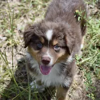 Squirrel #3, a male Miniature Australian Shepherd for sale in Dunnellon, FL – Photo 4 of 10