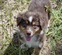 Squirrel #3, a male Miniature Australian Shepherd for sale in Dunnellon, FL – Photo 4 of 10