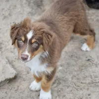Squirrel #3, a male Miniature Australian Shepherd for sale in Dunnellon, FL – Photo 2 of 10