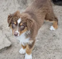 Squirrel #3, a male Miniature Australian Shepherd for sale in Dunnellon, FL – Photo 2 of 10