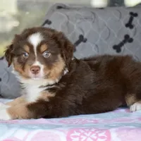Squirrel #3, a male Miniature Australian Shepherd for sale in Dunnellon, FL – Photo 6 of 10