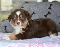 Squirrel #3, a male Miniature Australian Shepherd for sale in Dunnellon, FL – Photo 6 of 10