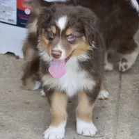 Squirrel #3, a male Miniature Australian Shepherd for sale in Dunnellon, FL – Photo 9 of 10
