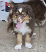Squirrel #3, a male Miniature Australian Shepherd for sale in Dunnellon, FL – Photo 9 of 10