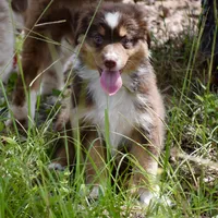 Squirrel #3, a male Miniature Australian Shepherd for sale in Dunnellon, FL – Photo 5 of 10
