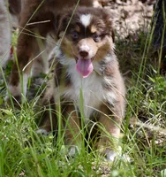 Squirrel #3, a male Miniature Australian Shepherd for sale in Dunnellon, FL – Photo 5 of 10