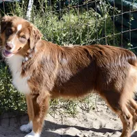 Squirrel #3, a male Miniature Australian Shepherd for sale in Dunnellon, FL – Photo 1 of 10