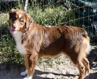 Squirrel #3, a male Miniature Australian Shepherd for sale in Dunnellon, FL – Photo 1 of 10