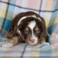 Squirrel #3, a male Miniature Australian Shepherd for sale in Dunnellon, FL – Photo 8 of 10