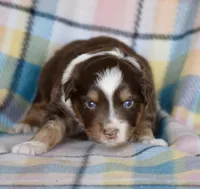 Squirrel #3, a male Miniature Australian Shepherd for sale in Dunnellon, FL – Photo 8 of 10