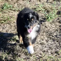 Bugsbee #2, a male Miniature Australian Shepherd for sale in Dunnellon, FL – Photo 2 of 2