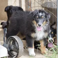 Bugsbee #2, a male Miniature Australian Shepherd for sale in Dunnellon, FL – Photo 1 of 2