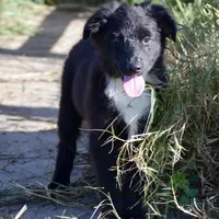 Bugs #1, a male Miniature Australian Shepherd for sale in Dunnellon, FL – Photo 2 of 2