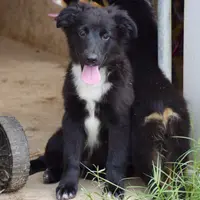 Bugs #1, a male Miniature Australian Shepherd for sale in Dunnellon, FL – Photo 1 of 2