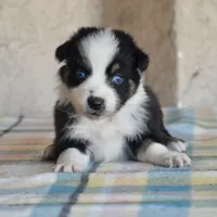 Kora #6, a female Australian Shepherd for sale in Dunnellon, FL – Photo 7 of 7