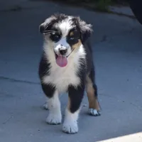 Kora #6, a female Australian Shepherd for sale in Dunnellon, FL – Photo 5 of 7