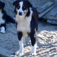 Kora #6, a female Australian Shepherd for sale in Dunnellon, FL – Photo 1 of 7
