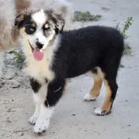 Kora #6, a female Australian Shepherd for sale in Dunnellon, FL – Photo 4 of 7
