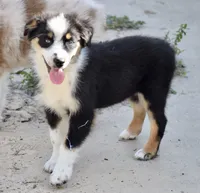 processed/113b97b1-42c4-4ba5-96b6-1186808e2a6a/listing/e8fcbe79-bb34-4343-a011-fffb7e910d9d/ac214d1b-aa87-48cd-ae30-9bc9326ebb89