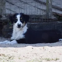 Kora #6, a female Australian Shepherd for sale in Dunnellon, FL – Photo 3 of 7