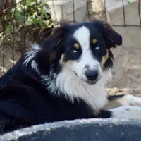 Kora #6, a female Australian Shepherd for sale in Dunnellon, FL – Photo 2 of 7
