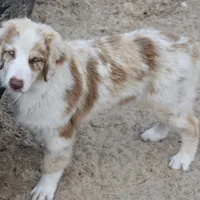 Mojo #3, a male Australian Shepherd for sale in Dunnellon, FL – Photo 2 of 9