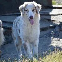 Mojo #3, a male Australian Shepherd for sale in Dunnellon, FL – Photo 1 of 9