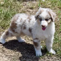 Mojo #3, a male Australian Shepherd for sale in Dunnellon, FL – Photo 7 of 9