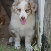 Mojo #3, a male Australian Shepherd for sale in Dunnellon, FL – Photo 6 of 9