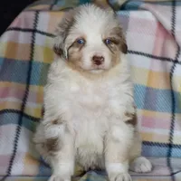 Mojo #3, a male Australian Shepherd for sale in Dunnellon, FL – Photo 9 of 9