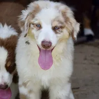 Mojo #3, a male Australian Shepherd for sale in Dunnellon, FL – Photo 5 of 9