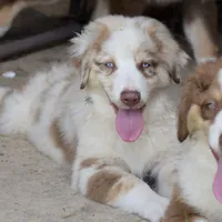 Mojo #3, a male Australian Shepherd for sale in Dunnellon, FL – Photo 3 of 9