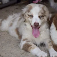 Mojo #3, a male Australian Shepherd for sale in Dunnellon, FL – Photo 4 of 9