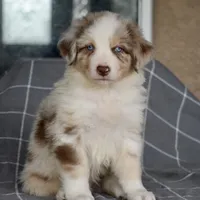 Mojo #3, a male Australian Shepherd for sale in Dunnellon, FL – Photo 8 of 9