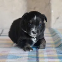 Bugs #1, a male Miniature Australian Shepherd for sale in Dunnellon, FL – Photo 8 of 10