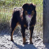 Bugs #1, a male Miniature Australian Shepherd for sale in Dunnellon, FL – Photo 1 of 10