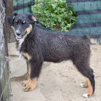 Bugs #1, a male Miniature Australian Shepherd for sale in Dunnellon, FL – Photo 3 of 10