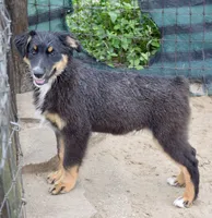 Bugs #1, a male Miniature Australian Shepherd for sale in Dunnellon, FL – Photo 3 of 10