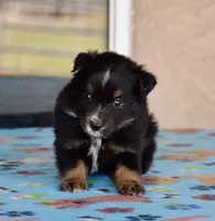 Bugs #1, a male Miniature Australian Shepherd for sale in Dunnellon, FL – Photo 7 of 10